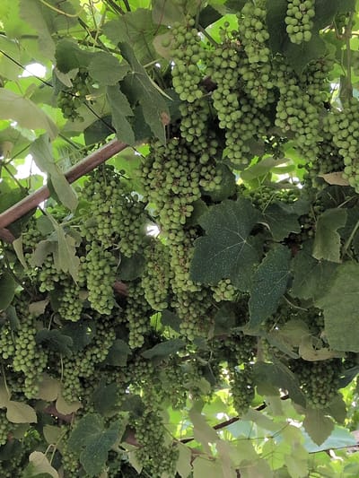 This media file shows a cluster of unripe green grapes hanging from a vine, interspersed with large green grape leaves. The grapes are small and round, clustered tightly together in bunches. The leaves are broad and textured, some with visible veins and slight blemishes. The scene is lush and appears to be outdoors, with natural light filtering through the foliage. The overall impression is one of abundance and the early stages of fruit development on a grapevine. The photograph is taken from a low angle, looking upwards into the canopy of the vine. There is no visible text in the image. The setting suggests a vineyard or a garden where grapes are grown, likely in a warm climate given the presence of healthy foliage and developing fruit. The time of day appears to be daytime, as evidenced by the natural lighting. The image captures a moment of natural growth and the potential for future harvest.