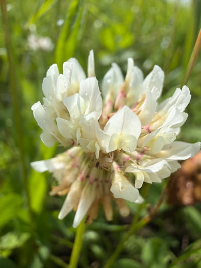 A close-up, eye-level shot captures a white clover flower in Jēkabpils, Latvia. The flower, slightly past its prime, displays delicate white petals with hints of pink at the base. Tiny water droplets are visible on the petals, suggesting recent rain. A small spider with tan and dark markings is perched on the lower section of the flower. The background is a blur of vibrant green foliage, indicating an outdoor setting, likely a meadow or park. The lighting is natural and bright, highlighting the textures of the flower and the subtle details of the spider.