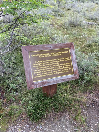 A sign with a brown frame and gold lettering stands in a grassy, natural setting. The text reads: "ERRAR ES HUMANO...PERO LA NATURALEZA ES LA QUE SE PERJUDICA..." It explains that in 1946, 25 pairs of beavers were introduced to Tierra del Fuego for fur production, but the attempt failed. Without natural predators or competitors, and in a similar environment, the species successfully colonized the Fuegian ecosystem. Today, beavers occupy almost all basins of the Fuegian Archipelago in Argentina and Chile.