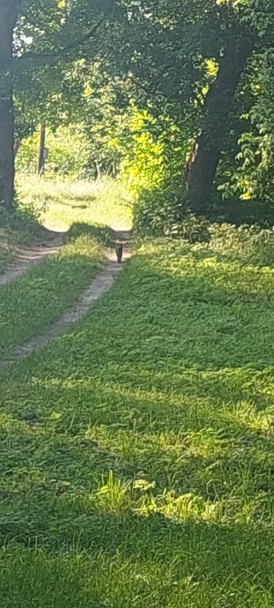 The image shows a dirt path winding through a grassy area with trees on either side. Sunlight filters through the leaves, creating dappled light and shadows. A small, dark animal, possibly a cat or a fox, is walking away from the camera on the path. The scene appears to be a natural setting, likely a park or a wooded area within the city of Voronkiv, Ukraine. The grass is lush and green, indicating it is likely springtime or summer. The path itself is well-worn, suggesting it is a frequently used trail. The overall impression is one of tranquility and natural beauty.