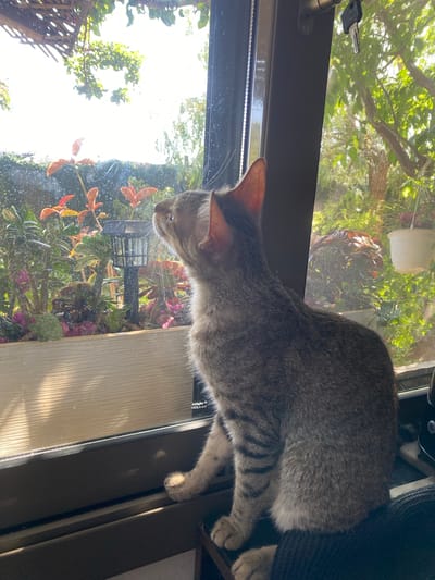 A tabby cat sits on a windowsill, looking out at a sunlit garden. The cat is mostly grey with dark tabby stripes on its legs and tail. Its ears are large and pointed, and its eyes are narrowed as it surveys the scene outside.
The garden is filled with lush green plants and colorful flowers in shades of pink and red. Sunlight streams through the leaves of trees, creating dappled patterns on the ground. The overall impression is one of a peaceful and tranquil setting. The time of day appears to be late morning or early afternoon, given the bright sunlight and the angle of the shadows.
The cat seems relaxed and curious, with its body curled up comfortably on the sill. It appears to be an indoor cat that enjoys observing the world outside its home. The windowsill is made of a dark material, and there is a black textured surface behind the cat, possibly a cushion or chair.
Visible text: A small white label on the windowpane reads "Attentes CE" followed by what appears to be "VIOLA 15-18". The context of "Mas De Moregons, Spain" suggests this is a residential setting.