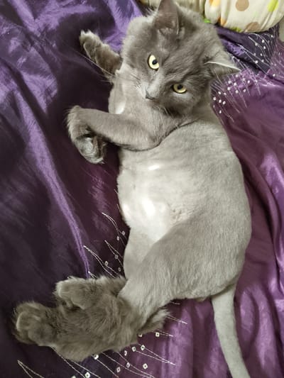 A fluffy gray cat with yellow eyes is lying on its back on a purple satin comforter. The cat's fur is unevenly clipped, with longer fur on its legs and head, and shorter fur on its belly and torso. The cat's paws are visible, one tucked under its chin and the other extended. The comforter has a subtle sheen and is decorated with a delicate white beaded pattern. The background is out of focus, but suggests a domestic setting with a portion of a patterned pillow visible. There are no people present, and the scene is static, capturing a moment of rest for the animal. The location within the city of Mozhga, Russia, is not discernible from the image itself.