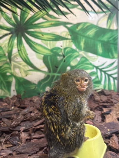 A pygmy marmoset, a tiny monkey species, is the subject of this close-up, eye-level shot. The marmoset has dark brown fur with streaks of yellow and is looking directly at the camera with its large, dark eyes. Its face is a lighter brown with a pinkish nose. The marmoset is perched on a piece of dark brown bark, which is in focus and takes up the right side of the frame. Behind the marmoset, and slightly out of focus, is a backdrop with a pattern of large green leaves, reminiscent of a tropical or jungle setting. To the far right, a bright yellow plastic object, possibly a food or water dispenser, is partially visible. The lighting appears to be artificial, creating a bright and even illumination. The background suggests an indoor enclosure, possibly a zoo or a terrarium, given the combination of naturalistic elements like bark and the printed leaf backdrop. The image captures a moment of direct interaction between the viewer and the animal, highlighting the marmoset's curiosity. There is no visible text in the image.