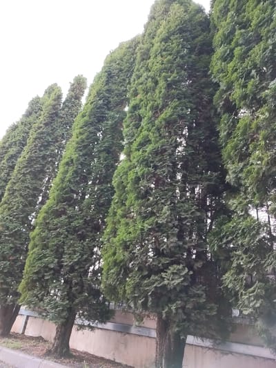 A row of tall, slender coniferous trees stands along a curb, likely a fence line. The trees are densely packed, their foliage forming a green wall. The sky appears overcast, contributing to the soft, diffused light. The location is Magas, Russia, inferred from the image context. The trees obscure a low wall or fence in the background. There are no people visible in the frame. The scene focuses on the natural elements juxtaposed with the built environment.