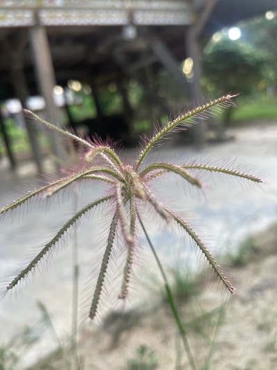 The image shows a close-up of a grassy seed head with long, thin structures radiating outwards, some tipped with reddish-purple. The background is blurred, showing hints of a wooden structure, possibly a building or shelter, with a light-colored ground surface and some greenery. The scene appears to be outdoors, and the lighting suggests it is daytime. The image does not provide specific information to pinpoint the location within Meunasahmeucap, Indonesia, beyond it being an outdoor setting. There are no people, animals, or specific objects that would indicate a particular activity or event.