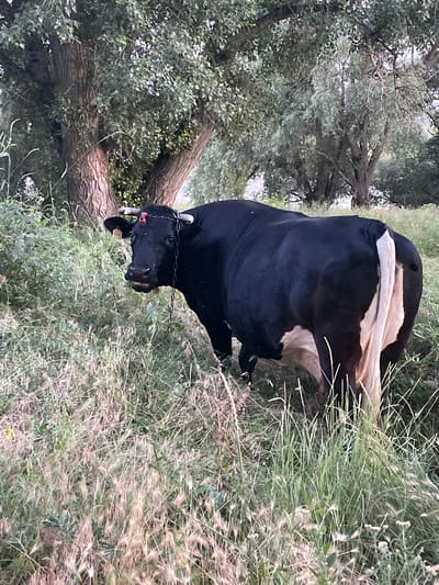 A black and white cow stands in a grassy field near large trees. The cow is facing left, with its head turned towards the viewer. Its tail is white, and it has a chain around its neck and a red ribbon on its forehead. The field is filled with tall grass and some smaller plants. The trees behind the cow are large and leafy, with rough bark. The scene appears to be outdoors in a rural area. The specific location is identified as Coșnița, Moldova.