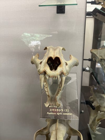 A preserved male Sumatran tiger (Panthera tigris sumatrae) skull is centrally displayed, positioned with its anterior aspect facing the viewer and its mandible slightly agape, showcasing prominent canines and molars. The skull, exhibiting a light beige and mottled brown coloration from decomposition and preservation, rests upon a transparent acrylic or glass display stand. A rectangular placard below the skull bears text in Japanese, "スマトラトラ (♂)" (Sumatran Tiger (male)), and in Latin, "Panthera tigris sumatrae". The immediate background is a light grey, textured wall. A subtle, diffuse green reflection, consistent with foliage, is visible on the upper left portion of the wall, potentially indicating an external window or light source. To the right, a dark vertical partition or frame is present, alongside a reflective surface that partially mirrors another skeletal exhibit. A clear glass shelf is mounted above the skull, secured by a dark metal bracket. Below the main skull, a portion of another large bone structure, likely another skull or pelvis, is partially visible. This exhibit is located within the National Museum of Nature and Science in Ueno Park, Taito, Tokyo, Japan.