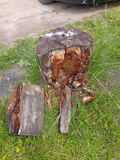 The image shows a scene with several large, weathered tree stumps and pieces of wood scattered on a patch of green grass. In the background, a dirt path or road is visible, with what appears to be the tire of a vehicle on the left side. The lighting suggests it is daytime, and the grass indicates an outdoor setting.
The main subjects are the tree stumps. One large stump is centrally located, with a visibly rough and cracked surface, revealing reddish-brown wood underneath. Several smaller pieces of wood are broken off and scattered around it. To the left of the main stump is another, smaller stump or a large section of a trunk, also showing signs of decay and weathered texture. The wood appears old and possibly rotting, with a rough, splintered texture.
The scene depicts remnants of what might have been a tree that was cut down. There is no visible activity taking place; the stumps are stationary. Notable details include the varied textures of the wood, the rich brown and white coloration on the main stump, and the contrast between the rough wood and the green grass. The lighting is bright, suggesting a sunny or overcast day. The presence of the dirt path and vehicle tire hints at a location near a road or a property with vehicle access, possibly in a rural or suburban area. The overall impression is one of natural decay and a relatively untamed outdoor environment. No text is visible in the image. The location context provided is Svilė, Lithuania.