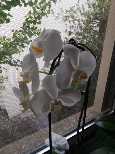 In Rheda-Wiedenbrück, Germany, on a windowsill, an indoor orchid plant with multiple white blooms is positioned. The orchid is in focus, with its petals and yellow accents clearly visible. Behind the orchid, a window with a mesh screen allows a view of green foliage and trees outside. The scene appears to be indoors, with the orchid as the primary subject.