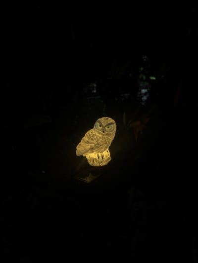An illuminated owl statue sits in darkness, casting a warm glow. The statue, which appears to be made of a light-colored material, is perched on what looks like a rocky base. Its eyes are painted a bright yellow, contrasting with the textured, feathery details of its body. The background is almost entirely black, with faint hints of out-of-focus greenery and perhaps some indistinct floral elements, suggesting an outdoor setting at night. The overall impression is one of quiet, nocturnal solitude. The image is undated and the location in Tsandrypsh, Abkhazia, is inferred from external context.
