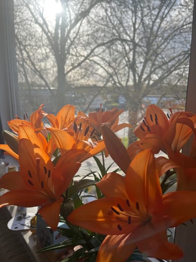 A brightly lit, low-angle shot shows a cluster of orange lilies in the foreground against a blurred background of a window. Outside the window, a bare tree is visible, its branches silhouetted against the bright light. The scene is likely indoors, with the window providing the primary source of illumination. While it is not possible to determine the location as Maastricht, Netherlands, from the image alone, it suggests a location near a residential area with trees.