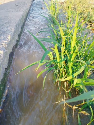 The image depicts a narrow, concrete-lined irrigation canal in a rural area, possibly on the outskirts of Көлкент, Kazakhstan. The canal carries murky, flowing water. Lush green grass and reeds grow abundantly along the right bank of the canal, with some vegetation also appearing in the water itself. The sunlight casts shadows and highlights the textures of the concrete edge and the plant life. The scene appears to be natural and serene, with no signs of human activity or structures other than the canal itself.