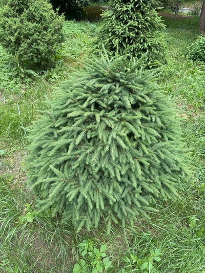 A close-up, eye-level outdoor shot features a dense, conical evergreen shrub as the primary subject, positioned centrally. The shrub displays vibrant green foliage with needle-like leaves. The ground surrounding the shrub is covered in a mix of green grass and some patches of bare soil. In the background, out of focus, other greenery and foliage are visible, suggesting a garden or park setting. The lighting appears natural, indicating daytime. The image does not contain any people or visible signs of human activity. The location is identified as the city of Vidnoye, Russia.