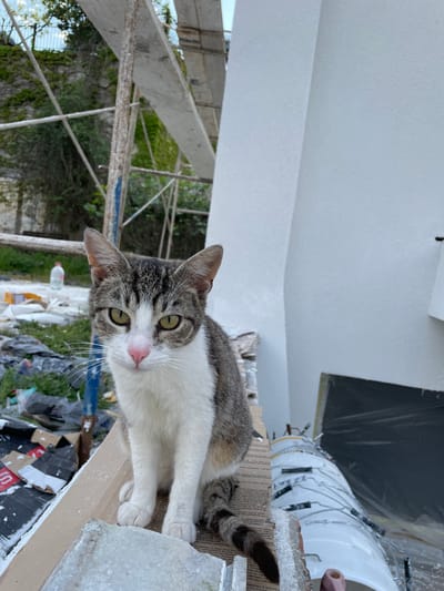The image shows a grey and white cat with green eyes perched on construction debris. The cat's body is oriented diagonally from the upper right to the lower left of the frame. Its gaze is directed towards the camera. The background consists of a construction site with a scaffolding structure visible on the left. Vegetation is visible behind the scaffolding. Piles of trash and building materials are in the foreground and middle ground. Construction tools, including paint rollers and buckets, are scattered in the background. Based on the prompt information, this scene likely is located in the city of Skala Potamias, Greece.