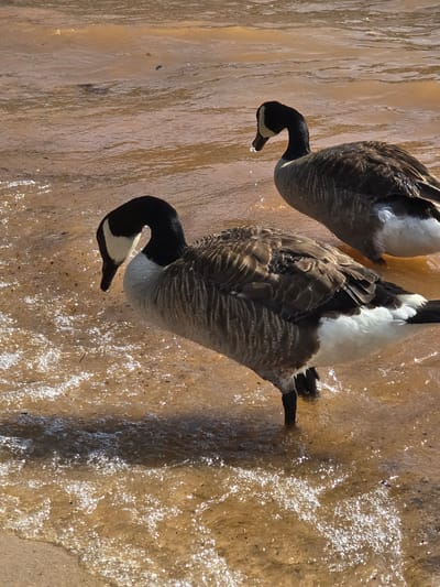 Two Canada geese are standing in shallow, murky water near a sandy shore. The goose in the foreground is facing left, with its head lowered and a droplet of water on its beak. Its body is mostly visible, showing dark brown and white feathers. The second goose is further back and to the right, also facing left. Its head is raised, and its body is partially obscured by the foreground goose. The water is brown and appears to have ripples and reflections from the sunlight. The background is mostly out of focus water. The image was taken outdoors.