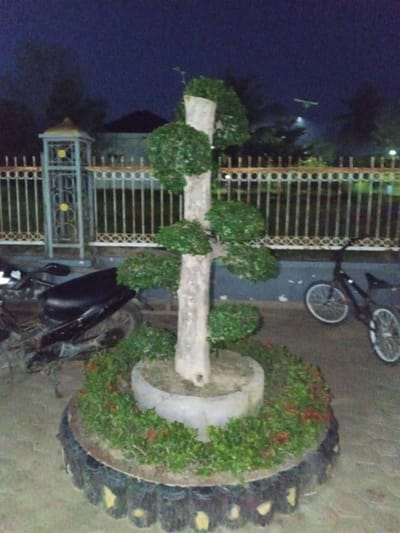 The image depicts a pruned tree, possibly a bonsai, with a thick, light-colored trunk and layered green foliage arranged in circular tiers. The tree is planted in a raised, circular planter made of concrete, which is surrounded by a border constructed from what appears to be tires, painted black and yellow. Small red flowers and green foliage are planted around the base of the tree within the planter.
In the background, a white metal fence with decorative elements and a gate with a yellow accent can be seen. Behind the fence, a house with a dark roof is visible. To the left of the tree, a black motorcycle is parked, partially obscured by the foliage. To the right of the tree, a bicycle with white wheels is leaning against a wall.
The scene appears to be outdoors, at dusk or night, as indicated by the dark sky and the artificial lighting that casts faint glows on the fence and the trees in the distance. The overall setting suggests a residential area or a public space in Blang Mee, Indonesia. No people are visible in the image. The mood is quiet and still, illuminated by artificial lights. There is no visible text in the image.