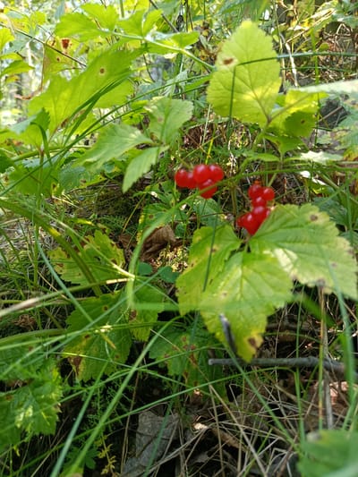 In Borodino, Russia, a close-up shot captures a cluster of bright red berries on a bush amidst lush green foliage. The berries, some grouped in threes and fours, hang from thin stems. The surrounding leaves are broad and green, some showing signs of browning or spotting. The ground below is covered in dry leaves, grass, and thin branches, suggesting a natural, possibly wild, setting. The sunlight filters through the leaves, creating dappled light and shadows throughout the scene.