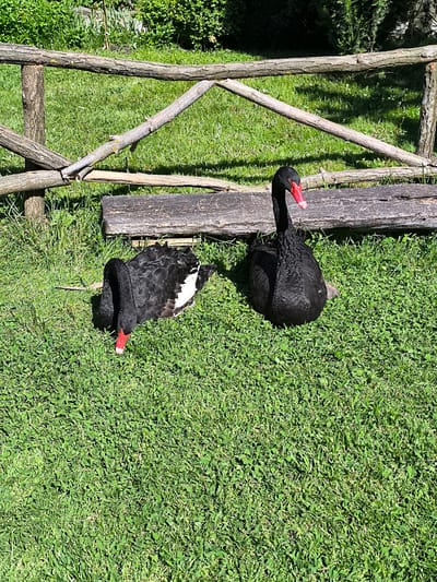 Two black swans are on a green lawn. One swan is lying down, while the other is sitting. Behind the swans is a rustic wooden fence and a wooden plank. The scene is outside in daylight. Location is Kalimantsi, Bulgaria.