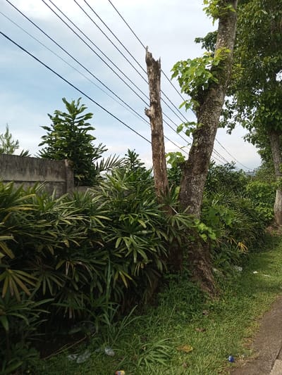 An outdoor scene in Kandenuwara, Sri Lanka, depicts a vegetated area adjacent to a paved surface under an overcast sky. Six to seven dark utility lines traverse horizontally across the upper portion of the frame. In the mid-ground, two prominent tree trunks stand: a weathered, broken tree stump on the left, and to its right, a living tree trunk exhibiting new green foliage sprouts and lichen growth. A dense row of shrubs with dark green, fan-like leaves occupies the mid-ground, extending from left to right. Behind these shrubs, a grey concrete wall is visible on the left, partially obscured by other green foliage. The foreground consists of green grass bordering a concrete edge or sidewalk. Scattered small pieces of litter, including plastic wrappers and bottle caps, are present on the grass. No human or animal subjects are visible.