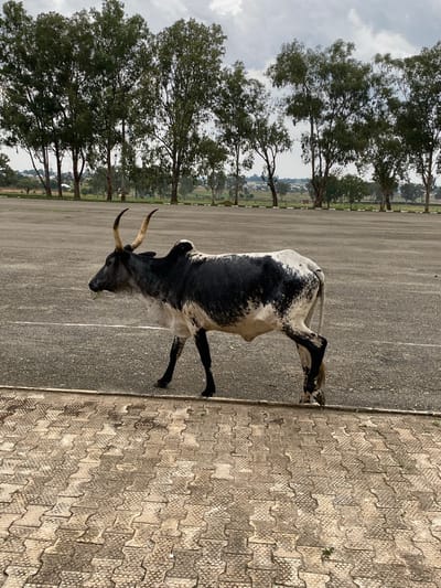A black and white cow with long, curved horns walks across a paved area in Zawan, Nigeria. The cow is facing left and has its mouth slightly open, with some green grass visible. The ground in front of the cow is paved with interlocking bricks, while the ground behind it is asphalt. In the background, a line of tall trees with green foliage separates the paved area from a slightly hazy sky. A few buildings and more trees are visible in the distance. The overall lighting suggests an overcast day.