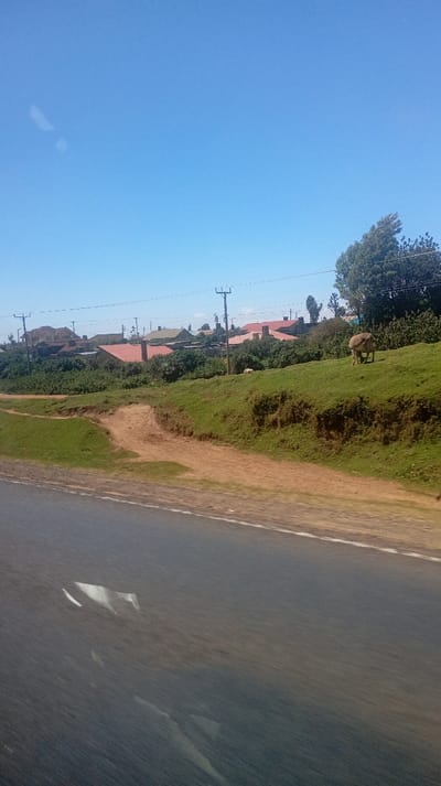 A clear blue sky overlooks a rural scene. Houses with red roofs sit atop a green ridge. Utility poles line the roadside. An unpaved path cuts through the green. On the right, a sheep grazes on the grass, and another is visible in the distance. The blurred asphalt road suggests the photo was taken from a moving vehicle.