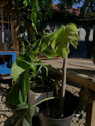 In Karangkemiri, Indonesia, a Monstera plant with large, split leaves is the main subject, positioned in a black plastic pot in the foreground. The plant is outdoors, with its leaves catching the sunlight. Behind the plant, a wooden structure, possibly a deck or porch made of bamboo and wood planks, is visible. A blue wooden cabinet or shelf is to the left, holding a brown pot. In the background, a building with a tiled roof and a large tree can be seen. The ground is covered with small stones and gravel. The scene is illuminated by natural sunlight, casting shadows from the plants and structures.