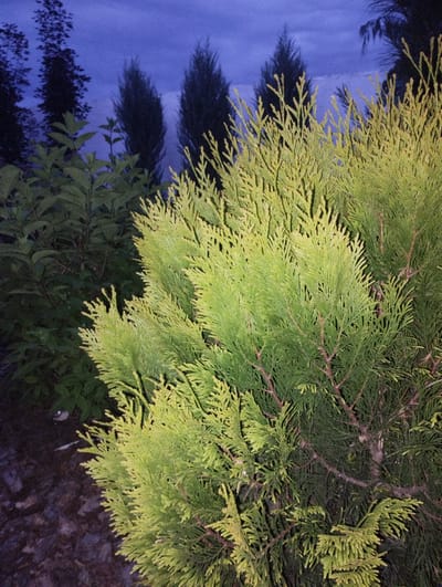 The image captures a close-up view of greenery against a dusky sky. The foreground is dominated by a vibrant, light green coniferous shrub with delicate, feathery foliage. Its branches are a mix of the bright green, characteristic of new growth, and deeper green, suggesting older foliage. Behind this shrub, to the left, are darker green leaves of another plant, appearing dense and somewhat obscured.

In the background, silhouetted against the twilight sky, are several tall, slender trees, likely evergreens, with pointed tops. Their dark forms create a stark contrast with the illuminated sky. The sky itself is a deep, rich blue, transitioning to a lighter shade near the horizon, indicating either early morning or late evening. There are faint cloud formations visible, adding texture to the sky. The ground in the lower left of the image is covered with dark, textured material, possibly mulch or gravel.

The overall mood is serene and quiet, typical of the transition between day and night. There are no people or discernible objects other than the plants. The lighting suggests it is either dawn or dusk, with the ambient light creating a moody atmosphere. No text is visible in the image. The location context is Berdychiv, Ukraine.