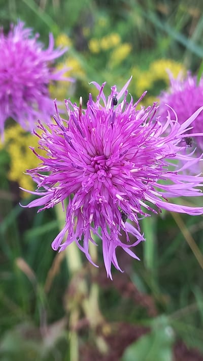 The image shows a close-up of a purple thistle flower in a field, with at least three small black insects on its petals. The background is blurred, with green grass and yellow flowers visible. There is no indication of the location being in Стрэшынскі сельскі Савет, Belarus.