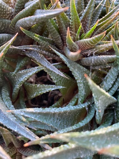 The image is a close-up, overhead shot of a cluster of succulent plants, likely Haworthia or a similar species. The leaves are thick, fleshy, and pointed, with a deep green color and a textured surface that appears dusty or covered in fine white particles. Some leaves have a reddish-brown hue at their tips. The plants are densely packed, creating a layered and somewhat chaotic arrangement. Delicate, wispy spiderwebs are visible interwoven among the leaves, catching the light. The background is dark and out of focus, suggesting the plants are in a pot or natural setting with shadow. The lighting is natural, casting soft shadows and highlighting the texture of the leaves. The image does not contain any information that can be used to determine a specific location within Александровка, Russia.
