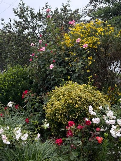 The image shows a lush garden scene. There's a variety of plants, including roses with pink, red, and white flowers. A shrub with yellow-tinged leaves is also visible. Yellow flowers are also present, appearing to be blooming on branches. The presence of various plants suggests a well-maintained garden. The location being Yuzhny, Russia cannot be confirmed or denied based on the image alone.