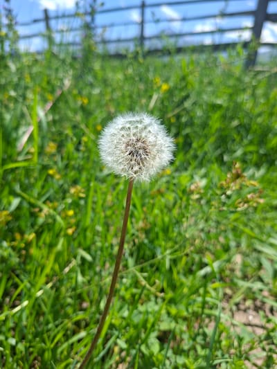 This image features a close-up, slightly blurred shot of a dandelion seed head in focus. The dandelion is positioned to the left of the frame, with its stem extending towards the right. The background is filled with lush green grass and some small yellow wildflowers, suggesting an outdoor, natural setting.

To the far left of the image, out of focus, are vertical structures that appear to be part of a greenhouse or a similar structure with glass panels. This element hints at a cultivated or enclosed outdoor space, possibly a garden or agricultural setting. The overall lighting suggests daytime, with natural sunlight illuminating the scene.

The image is predominantly green, with the white fluff of the dandelion providing a distinct contrast. There is no discernible activity or event taking place; the focus is on the still life of the dandelion and its surroundings. The blurred background creates a shallow depth of field, emphasizing the texture and delicate nature of the dandelion's seeds. The location context of Toguz-Bulak, Kyrgyzstan, does not add any visual cues to the image itself but provides geographical context for the scene. No text is visible in the image.
