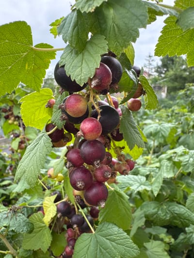 A close-up, slightly downward-angled shot features a cluster of ripening black currants on a branch. The currants are a mix of deep purple-black and reddish-purple, with some appearing partially green. They are arranged in small bunches, some still bearing their stems. Large, green, serrated leaves of the currant bush partially obscure the fruit. The background is a blur of more green foliage, suggesting an outdoor garden setting. In the upper right quadrant, a faint, out-of-focus spiderweb is visible. The overall lighting suggests an overcast day. The scene is located in Мичуринское, Russia.