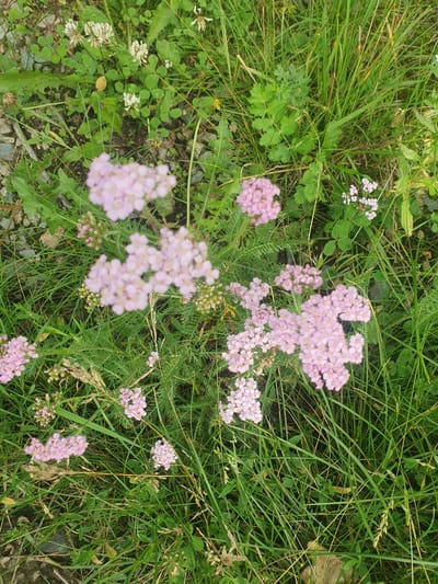 The image shows a close-up, ground-level view of pink yarrow flowers in a grassy area, interspersed with clover and other wild greenery. The flowers are clustered in flat-topped corymbs, with many small, delicate petals. The surrounding environment appears to be a natural or semi-natural setting, possibly a roadside verge or meadow. There are no people or animals visible in the image, nor any urban structures. The scene is outdoors, with natural light. The location in Mukhametovo, Russia is not explicitly indicated by any visual cues within the image itself.