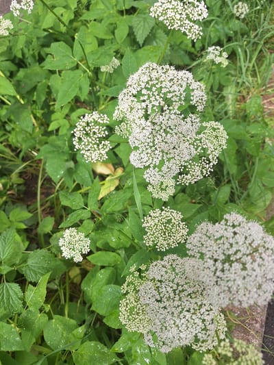 A close-up, eye-level shot captures a cluster of wild Queen Anne's Lace flowers, also known as wild carrot, set against a backdrop of lush green foliage. The delicate white blossoms, forming intricate umbels, are the primary focus, with some appearing sharper than others due to the shallow depth of field. The surrounding leaves are a vibrant green, some exhibiting water droplets, suggesting recent rain or dew. The environment appears to be a natural setting, possibly a field or roadside verge in the city of Novoye, Russia, with hints of dry, brown earth and possibly grass on the right side of the frame. No people or discernible man-made objects, aside from the potential for a roadside context, are visible.