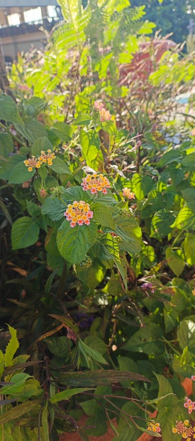 A close-up, sun-drenched outdoor shot shows a cluster of vibrant lantana flowers in bloom. The flowers are a mix of yellow and pink hues, arranged in small, dense clusters. Lush green leaves surround the blossoms, some of which are beginning to develop small, green berries. The background is softly blurred, hinting at a natural, possibly urban, setting with hints of structures and foliage. The overall impression is one of natural beauty and growth in a localized area. The image does not contain any discernible people or specific landmarks that would allow for precise location identification within Ia Hru, Vietnam.