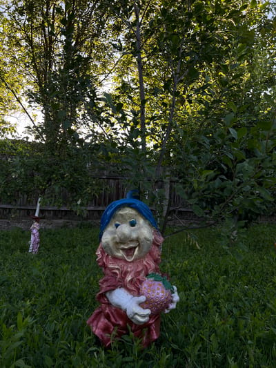 In the village of Ilavche, Ukraine, a garden gnome statue stands prominently in a grassy yard. The gnome, with a blue hat, gold face, and red clothing, is holding a large purple strawberry. To the left, another smaller garden figurine is visible. A wooden fence and lush green trees form the background of the scene. The sun illuminates the foliage, creating a warm, natural setting.