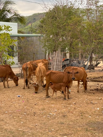 A herd of approximately six brown cows stands on dry, yellowish-brown grass in Hàm Thuận Bắc, Vietnam. The animals are positioned somewhat closely together, with some partially obscuring others. In the background, there is a building with a green-and-white corrugated roof, several trees, and a partly visible hillside. A crude wooden fence and some metal debris are visible slightly behind the cows. The ground is littered with scattered pieces of trash.