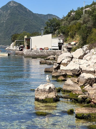 The image shows a view of the coastal area in Dražin Vrt, Montenegro. The photograph is taken at water level, looking towards the shoreline. Clear, rippling water occupies the majority of the foreground, reflecting the sky and the surrounding landscape.
The shoreline is characterized by large, light-colored rocks, some covered with moss and algae. A seagull stands on one of the rocks, facing away from the camera. A low stone wall and a white building are visible behind the rocks, with some outdoor seating and people sitting under umbrellas. Beyond the building, a densely forested mountain rises in the background. The sky is clear and blue.