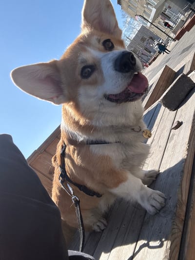 A tan and white Corgi dog lies on a wooden surface, likely a deck, with its tongue sticking out. The dog is wearing a black harness and leash, and a round dog tag is visible on its collar. The dog is positioned such that the background shows a cityscape, including buildings and people walking. The sky is clear and blue, suggesting a sunny day. A piece of concrete or stone is also visible on the deck. It is daytime. The location is Borzya, Russia.
