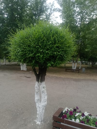 The image depicts a tree with a distinct round canopy and a trunk painted white. The tree is centrally located in the frame, with its lower trunk splitting into two main branches, also painted white, creating a V-shape. The ground around the tree is a gravel or dirt path. In the background, other trees are visible, some with their trunks also painted white. A park bench and a trash receptacle are present in the middle ground, suggesting a public park or walkway. Further in the background, more trees and foliage can be seen, indicating a natural or landscaped environment. In the foreground, a wooden planter box filled with flowers, a mix of purple and white, is visible. The lighting suggests it might be daytime, possibly overcast, given the diffused light and absence of strong shadows. The overall scene is tranquil and appears to be an outdoor setting in a park or recreational area. There is no visible text in the image. The location context provided is Atbasar, Kazakhstan.