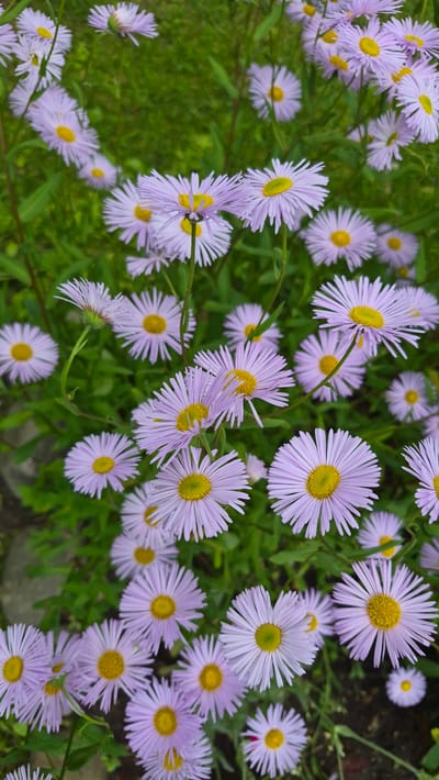 The image displays a close-up, top-down view of a cluster of purple asters with yellow centers, densely packed against a blurred green background of foliage. The flowers exhibit delicate, thin petals radiating outwards from their centers. The lighting suggests an outdoor setting, possibly a garden or park within the city of Ļūbaste 0001, Latvia, given the provided context. No people or specific actions are depicted, and the environment appears to be natural and verdant.
