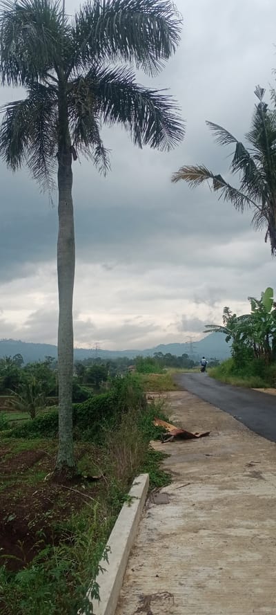 The image depicts a rural or semi-rural scene in Cimaung, Indonesia, under an overcast sky. In the foreground, a tall, slender palm tree stands on the left, partially obscuring a cultivated area with dark soil and green plants. To the right of the palm tree, a concrete pedestrian path extends into the midground, featuring a low concrete curb on its left edge. A large, dried brown palm frond lies on this concrete path in the midground. Adjacent to the concrete path on its right is a narrow, dark asphalt road that curves slightly to the right as it recedes into the distance.

In the midground on the asphalt road, a lone individual on a dark motorcycle is observed moving away from the viewer. The person is wearing a light-colored, possibly striped, shirt. Dense green vegetation, including banana-like plants and other foliage, borders the right side of the road and extends into the midground.

In the background, rolling hills covered in lush green vegetation rise under the gray, cloudy sky. A distinct power line tower is visible on one of the distant hills. The overall environment suggests an agricultural or forested landscape.