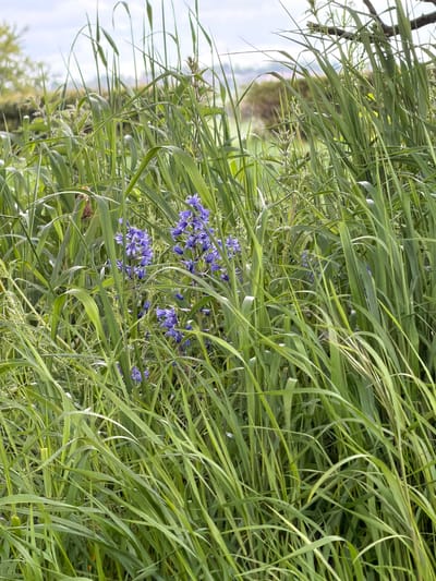 The image shows a patch of bluebells growing amongst tall green grass. The grass blades are long, linear, and curve over the bluebells. The scene appears to be located in a natural setting with a blurred background of trees and sky.