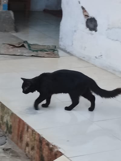 A black cat is walking on a tiled floor. The cat is in the center of the frame, and its body is mostly in focus. The background is blurred, but it appears to be an outdoor setting with a white wall and some debris on the ground. The tiled floor has a light color and is laid out in a grid pattern. The cat is walking from left to right.