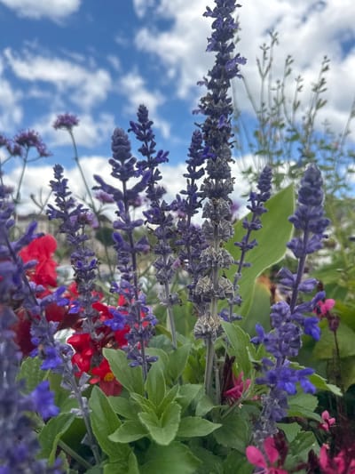 The image displays a close-up view of a flower bed filled with various purple and red flowers against a backdrop of a blue sky with white clouds. The flowers are primarily spikes of small, clustered purple blossoms, some appearing wilted and greyish, interspersed with bright red flowers. Green leaves are visible throughout the foreground, providing a lush contrast to the blooms. In the blurred background, hints of buildings and other greenery suggest an outdoor urban or semi-urban setting, possibly a park or garden. The scene is static and focuses solely on the botanical elements and the sky. The image does not contain any people or animals.