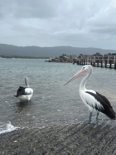 Two pelicans stand near the water's edge. One pelican is closer, with a long beak pointing downwards. The other pelican is in the water further back. A harbor wall made of large blocks is visible in the background. Mountains are seen in the distance under a cloudy sky. Ripples break against a textured, sloping surface.