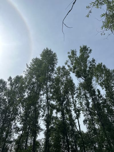 A low-angle shot shows a canopy of tall, leafy trees against a pale, overcast sky. On the left side of the sky, a faint arc-shaped halo is visible, likely a solar halo. The tree branches are dense with green foliage, obscuring much of the sky. Some bare branches and a few scattered leaves are visible, particularly in the upper right quadrant. The scene appears to be outdoors, possibly in a park or a forested area within Eniseiskoe, Russia, given the context. No people or specific actions are depicted.