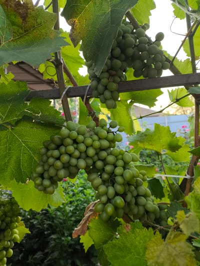 In Yuzhno-Sukhokumsk, Russia, a cluster of unripe green grapes hangs from a vine, supported by a metal trellis. The grapes are round and plump, clustered together tightly on a stem. Large, green grape leaves, some showing signs of browning or damage, surround the fruit. In the background, out-of-focus foliage and a fence suggest an outdoor setting, possibly a garden or vineyard. The lighting indicates it is daytime, with the sun filtering through the leaves and illuminating the grapes.