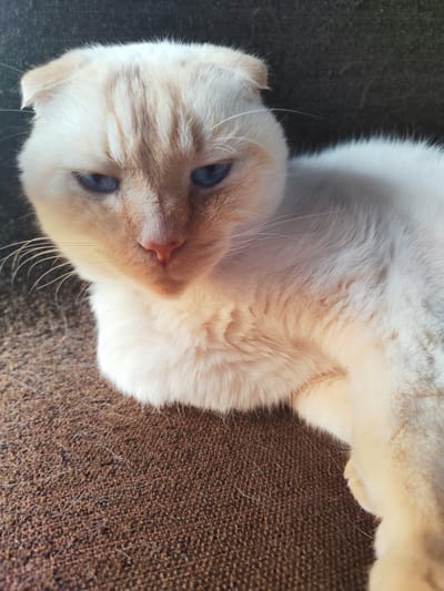 A close-up shot shows a light-colored cat with bright blue eyes lying on a brown, textured surface, likely a couch or rug. The cat's fur is predominantly white with subtle ginger or cream markings on its head, especially visible in the forehead and around the ears. Its ears are folded forward, a characteristic of some cat breeds like the Scottish Fold. The cat's gaze is directed towards the viewer, and its expression appears somewhat intense or thoughtful. The background is blurred and dark, suggesting an indoor setting. The lighting appears to be natural and somewhat warm, casting soft shadows and highlighting the texture of the cat's fur and the surface it's resting on. There are some loose white hairs visible on the brown surface in the foreground, indicative of a shedding pet. The overall mood is calm and intimate, focusing on the cat's features. The location context provided is Talitsa, Russia, but there are no specific visual cues in the image to confirm this.
