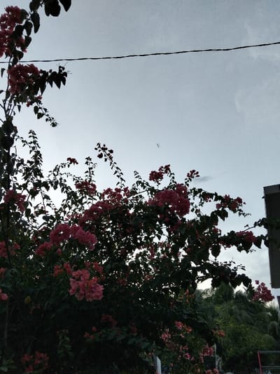 The image displays an outdoor scene in Panton, Indonesia. A dense, dark-green bougainvillea plant with numerous clusters of pinkish-red bracts fills the lower two-thirds of the frame. The vegetation is silhouetted against a pale grey, overcast sky. A single black electrical wire spans horizontally across the upper sky. A faint, vertically oriented artifact or small object is present in the upper-right sky. A section of a dark-colored building is partially visible on the far right, behind the foliage. Further green foliage is discernible in the background right. No people or specific actions are depicted.
